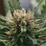 RainbowMelon