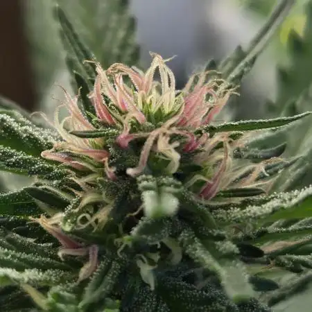 RainbowMelon