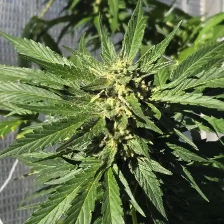 GG4/Sherbet Fast Flowering