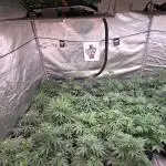 CherryCola Auto