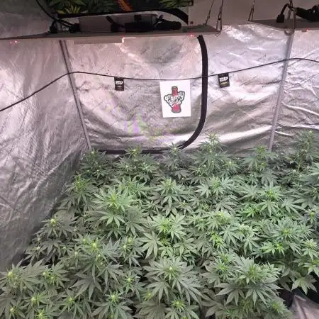 CherryCola Auto