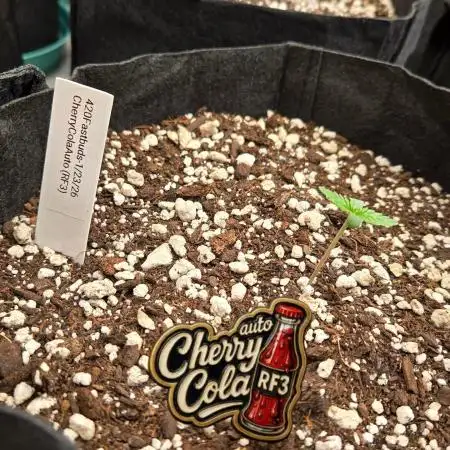 CherryColaAuto (RF3)