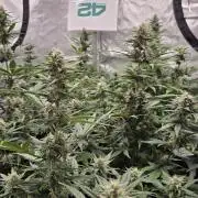 MendoGuavaAuto