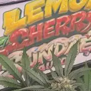 LemonCherrySundaeAuto