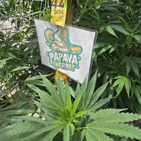 PapayaSherbet