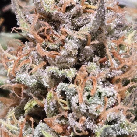 Gorilla Z Auto