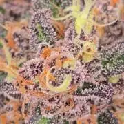 MangoCherryRuntzAuto