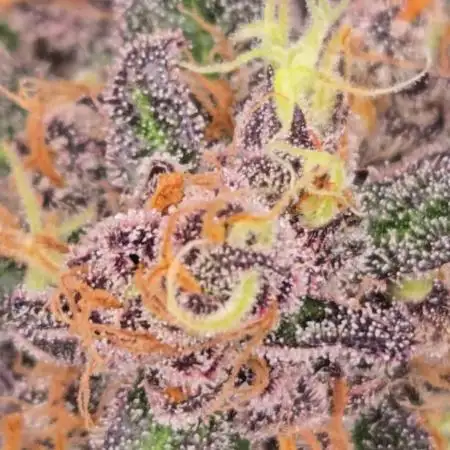 MangoCherryRuntzAuto