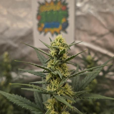 SuperBoof Auto