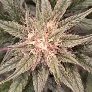 MangoCherryRuntzAuto