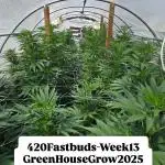 GG4/Sherbet Fast Flowering