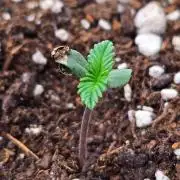 StrawberryGorillaAuto(RF3)