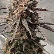 GuavaRuntzAuto