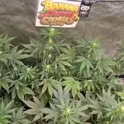 BananaCherryCookiesAuto