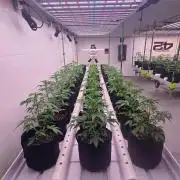 GMO Auto