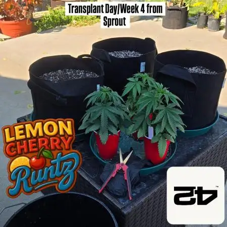LemonCherryRunts