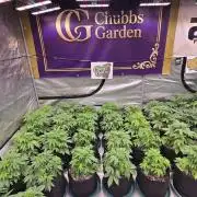 CherryColaAuto (RF3)