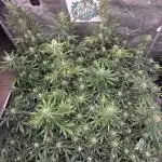 Guava Auto