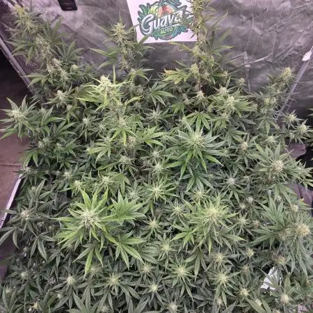 Guava Auto