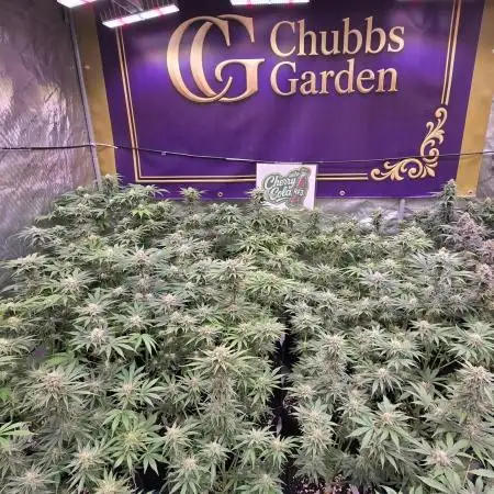 CherryColaAuto (RF3)