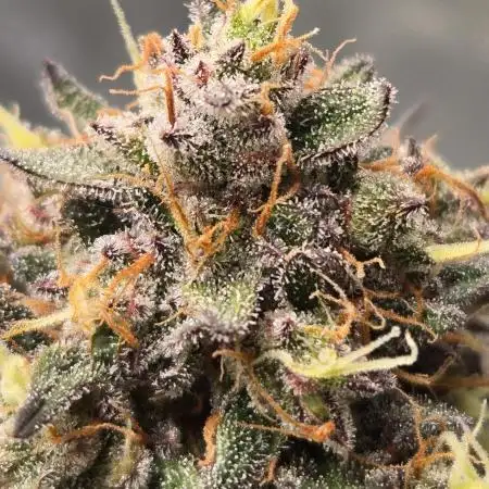 GuavaRuntzAuto