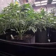 Banana Purple Punch Auto (RF3)