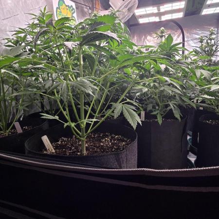 Banana Purple Punch Auto (RF3)