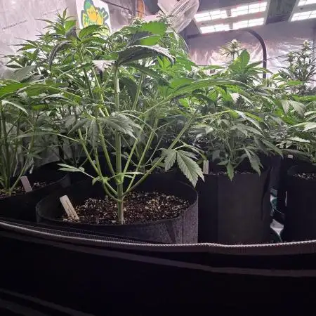 Banana Purple Punch Auto (RF3)