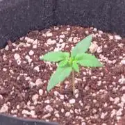 StrawberryGorillaAuto(RF3)