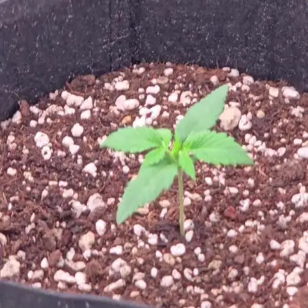 StrawberryGorillaAuto(RF3)