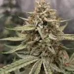 PoundCake Auto