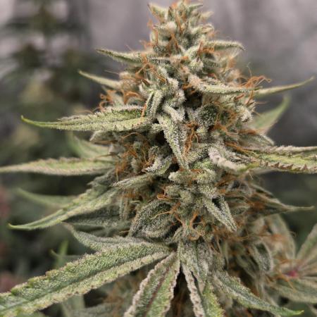 PoundCake Auto