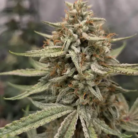 PoundCake Auto
