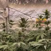LemonCherrySundaeAuto
