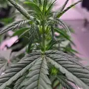 GuavaSundae Auto