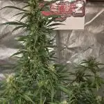Gorilla Z Auto