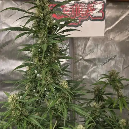 Gorilla Z Auto