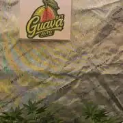 GuavaAuto(RF3)