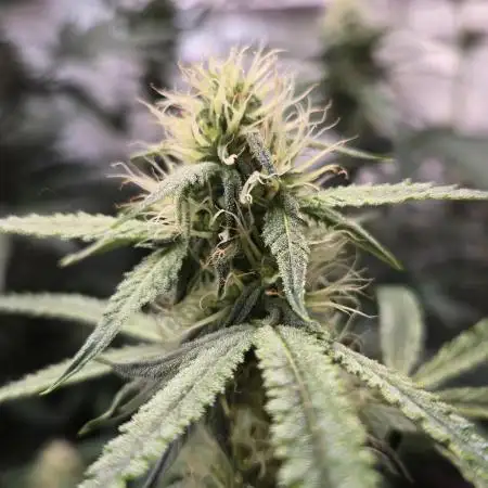 PoundCake Auto