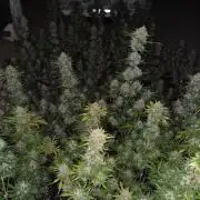 BananaCherryCookiesAuto