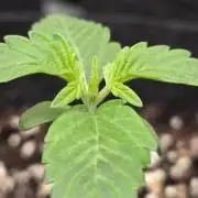 MangoFrostAuto