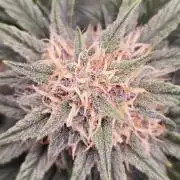 GuavaSundae Auto