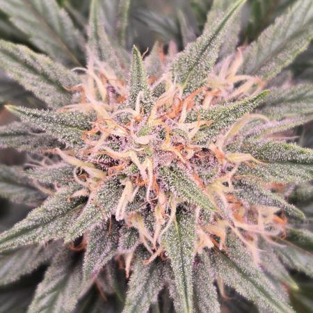 GuavaSundae Auto