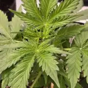 BananaGuavaAuto