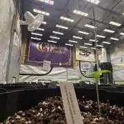 BananaCherryCookiesAuto