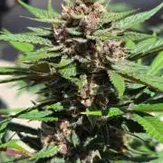 MangoFrostAuto