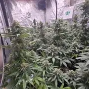 GuavaSundae Auto