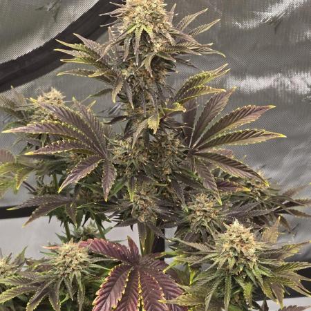 Mendo Frost Auto