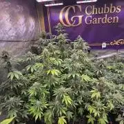 BananaFrostAuto