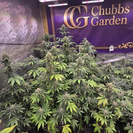 BananaFrostAuto
